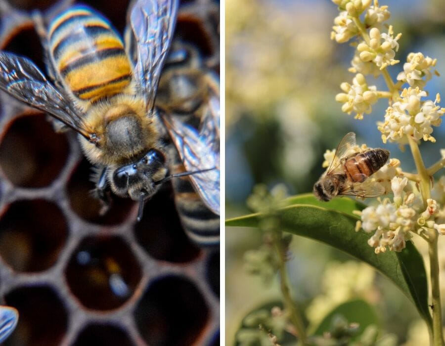 Abeille sociale et abeille solitaire