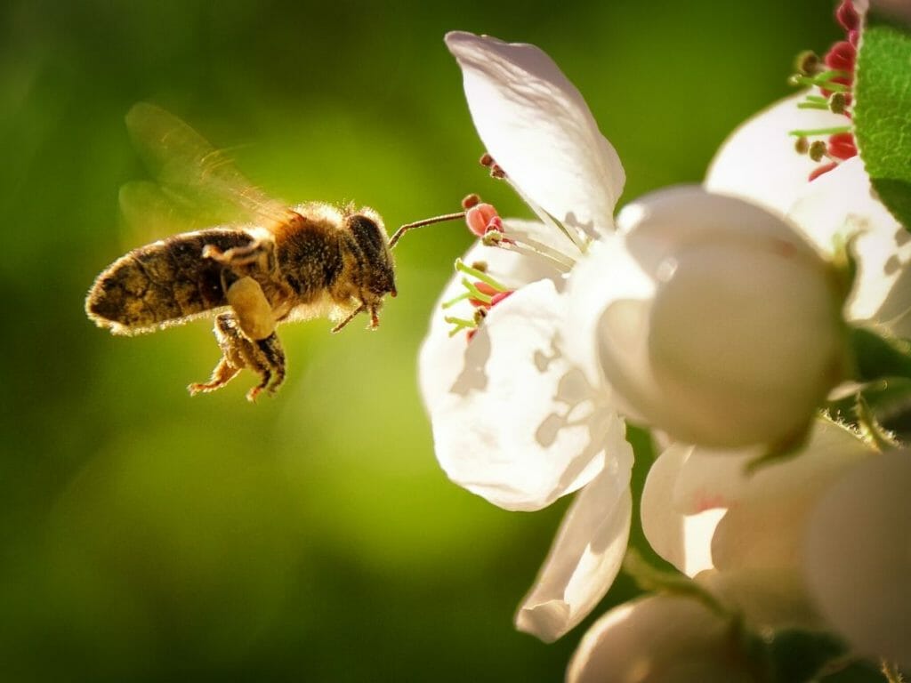 abeilles pollinisation 1024x768 1